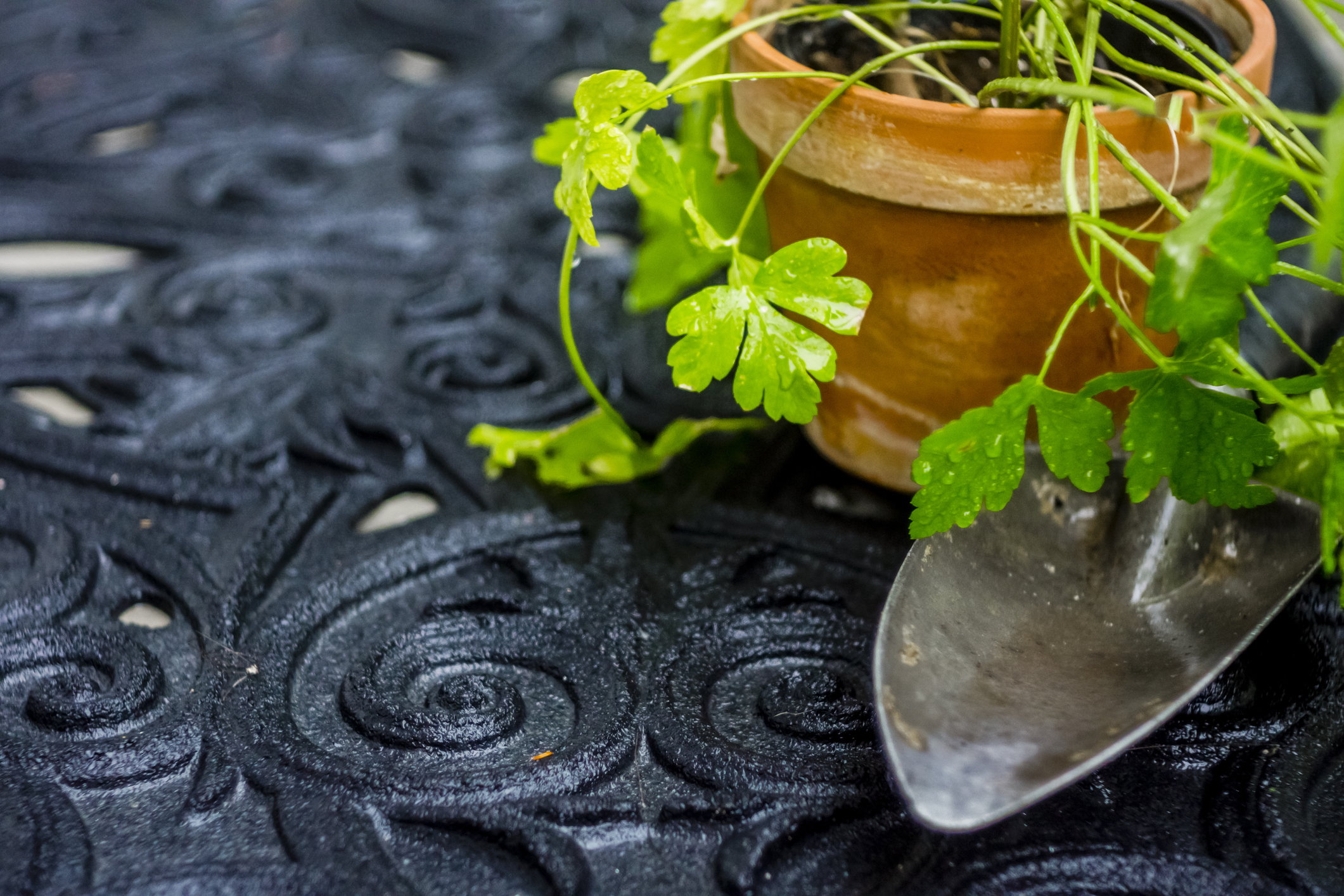 Coltivazione prezzemolo pianta aromatica balcone