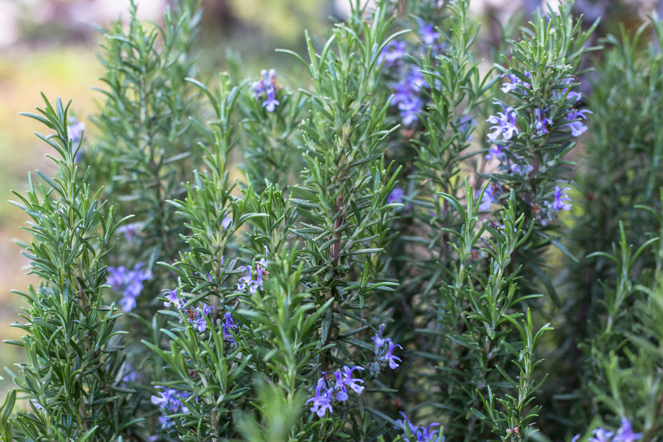 Coltivazione rosmarino pianta aromatica terrazzo