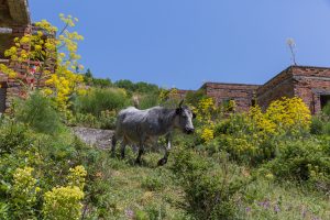 Coltivazione finocchietto selvatico 1