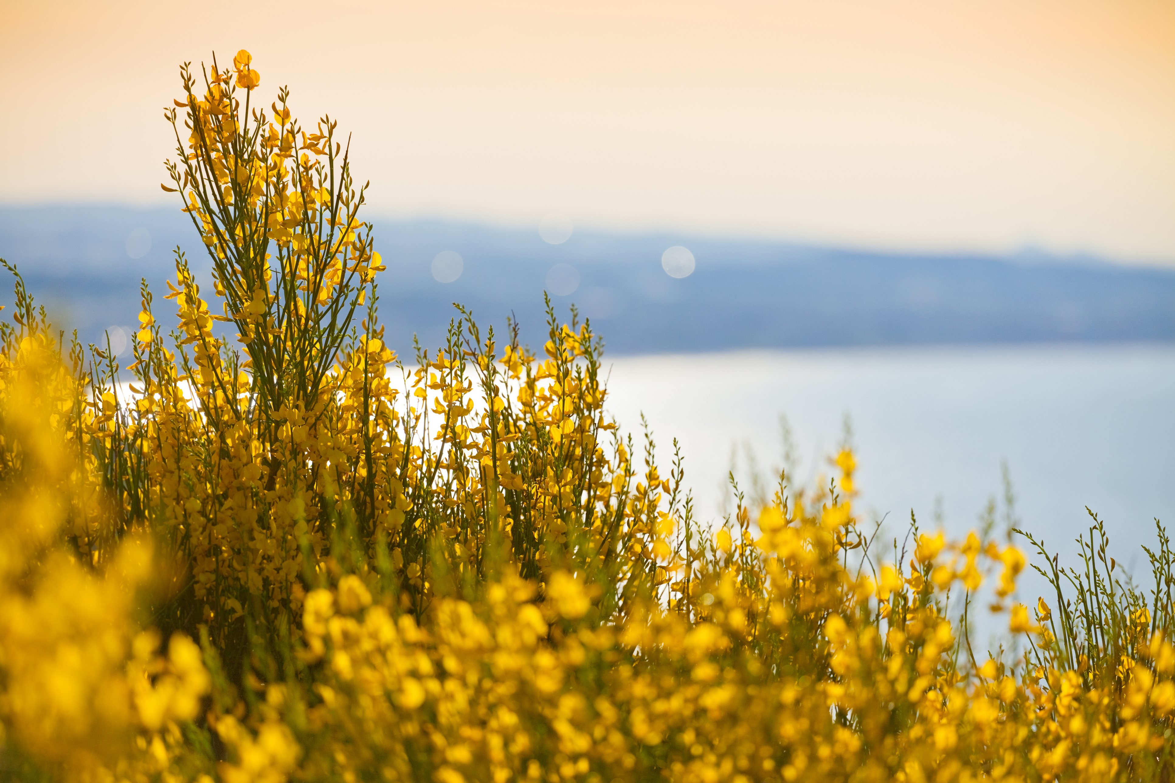 fiori di luglio ginestra