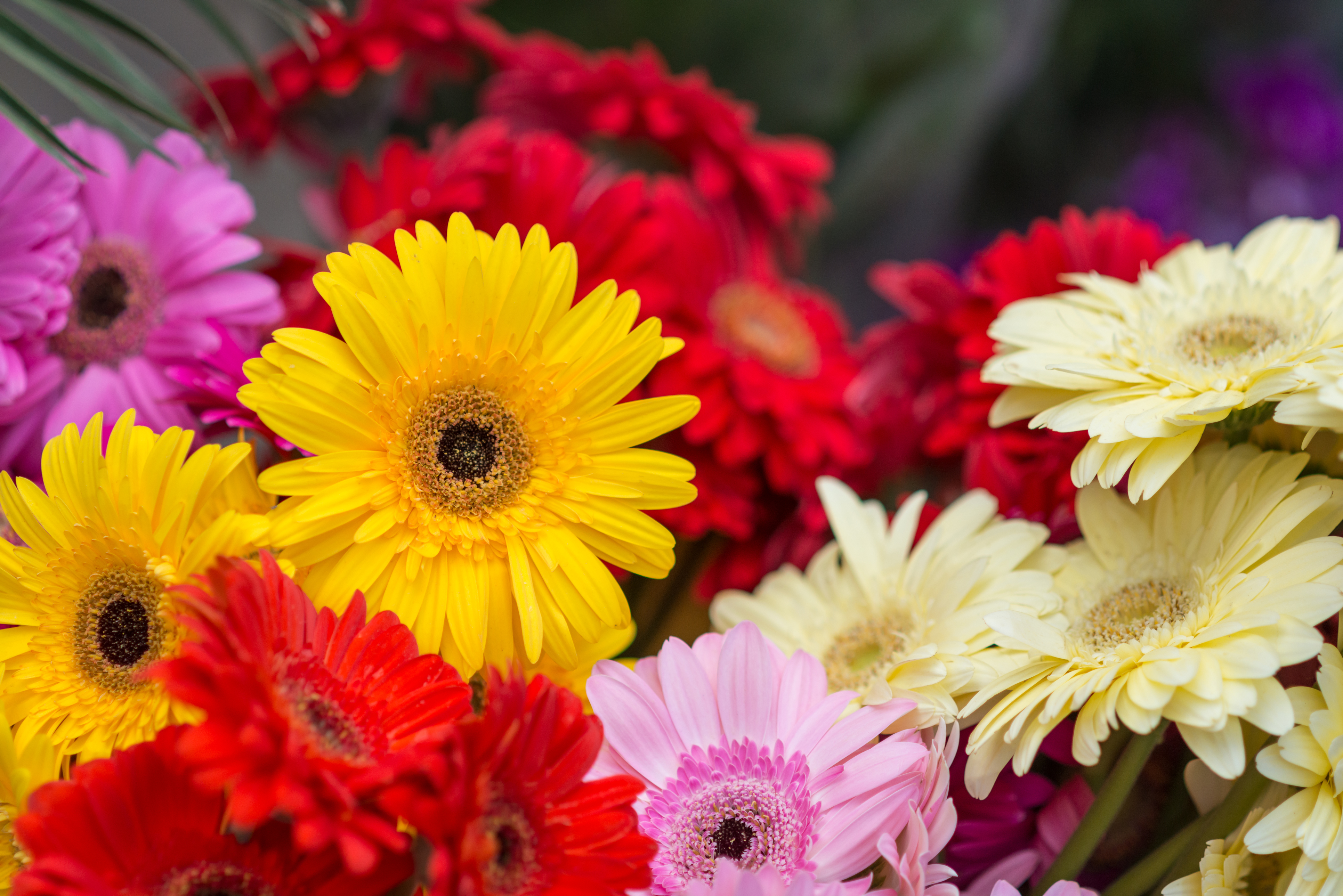 fiori di luglio gerbera