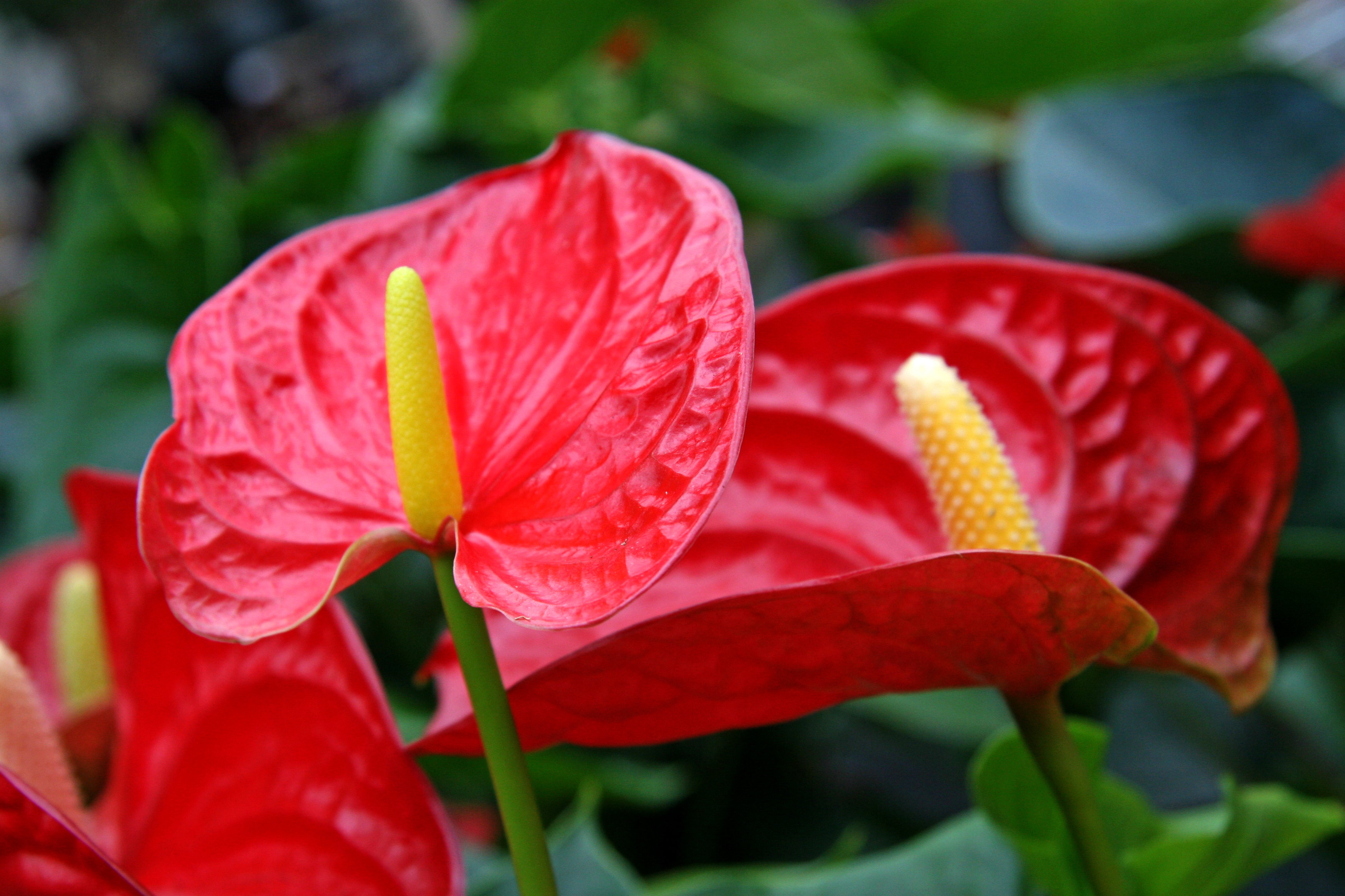 fiori di luglio anturio