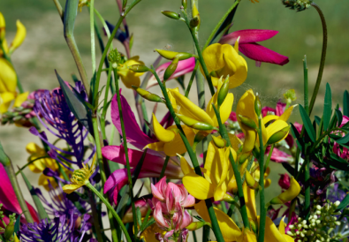 fiori di luglio