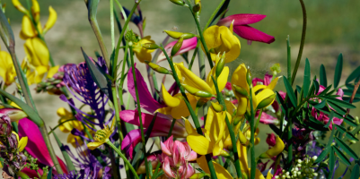 fiori di luglio