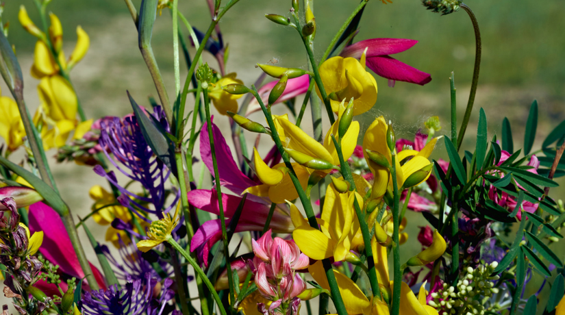 fiori di luglio