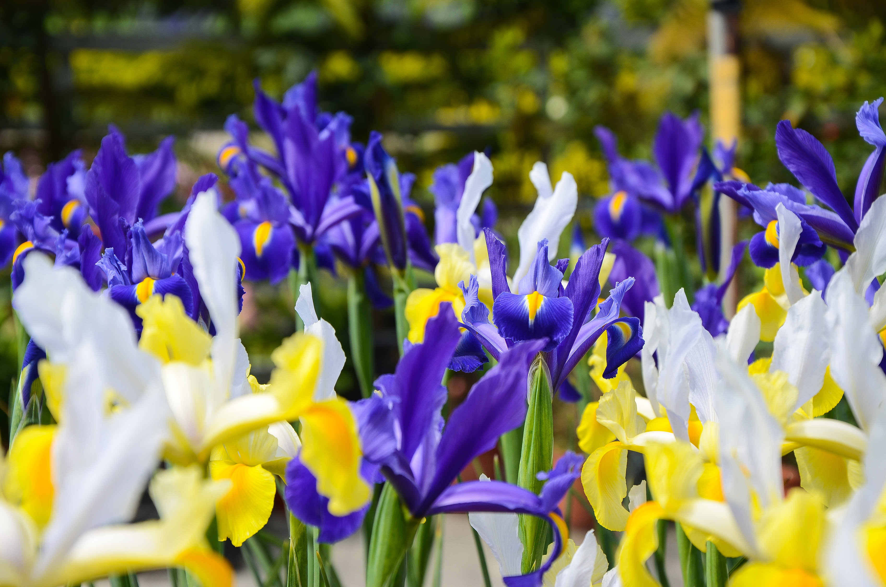 fiori settembre iris