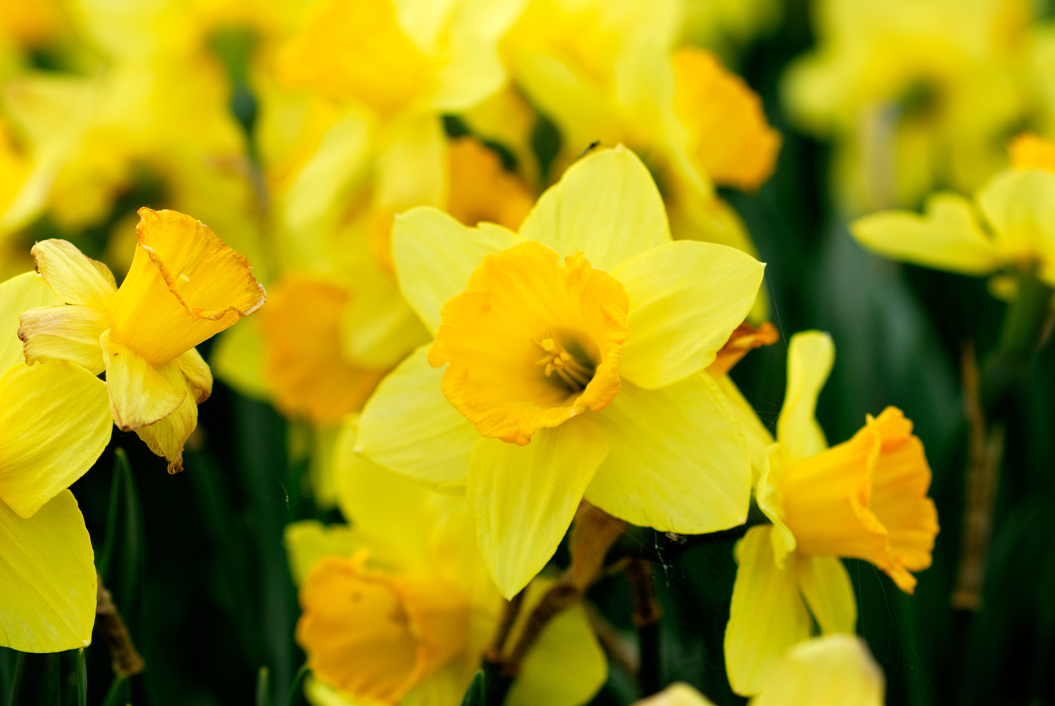 Fiori piantare a settembre narciso