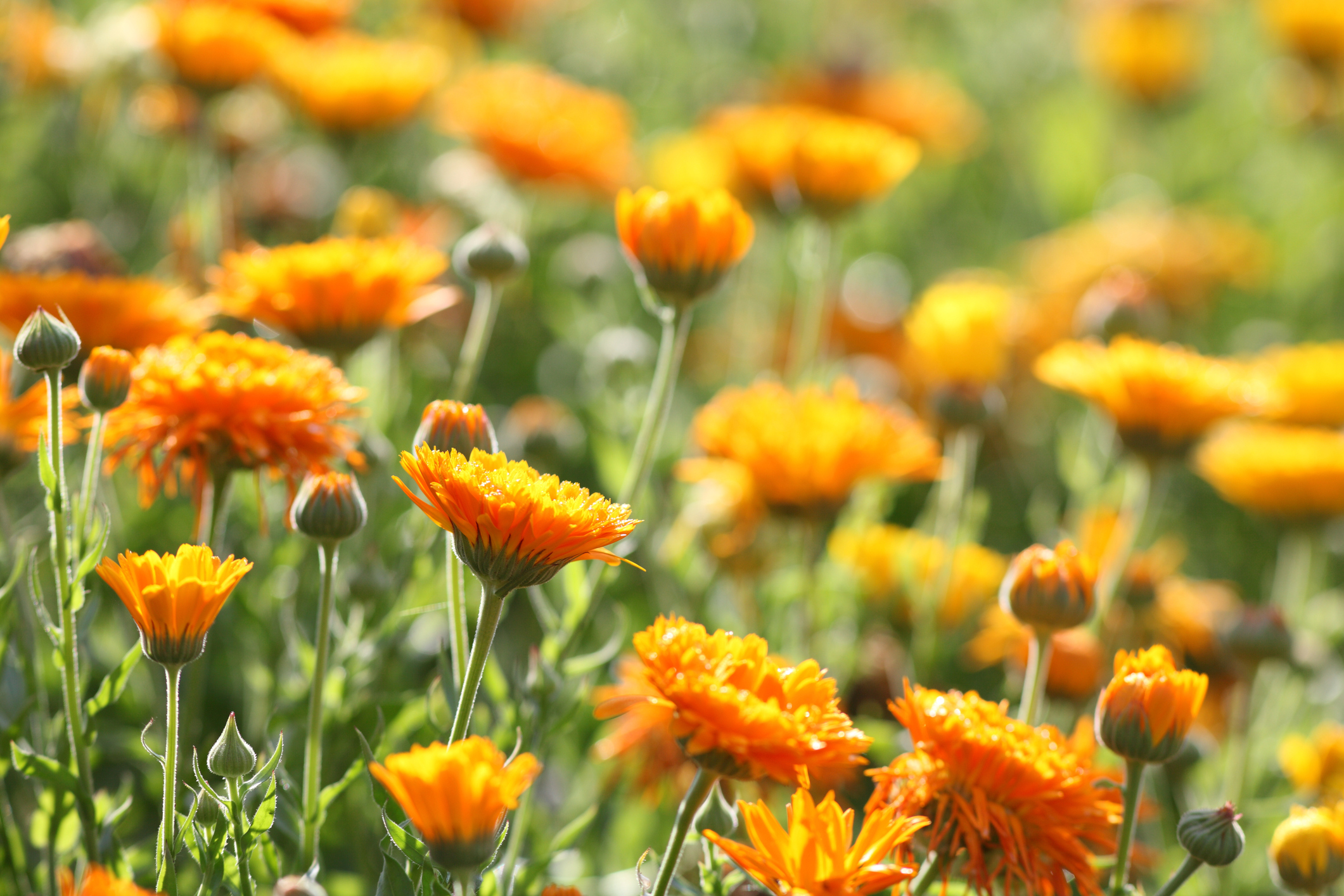 Fiori piantare a settembre calendula