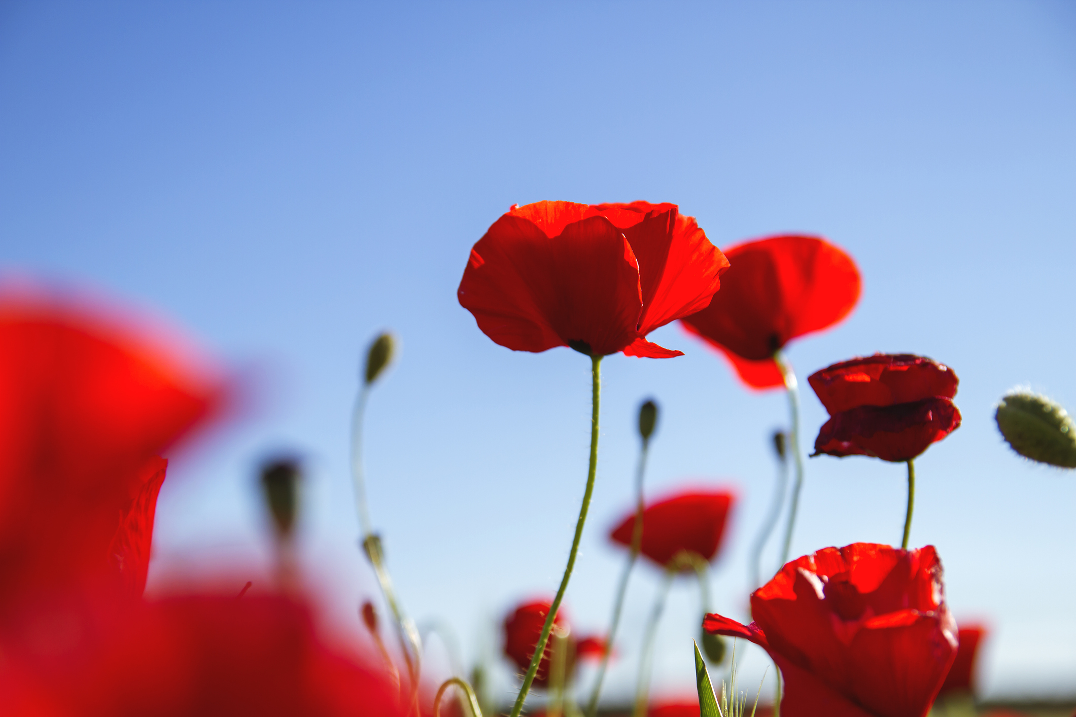 Fiori piantare a settembre papavero