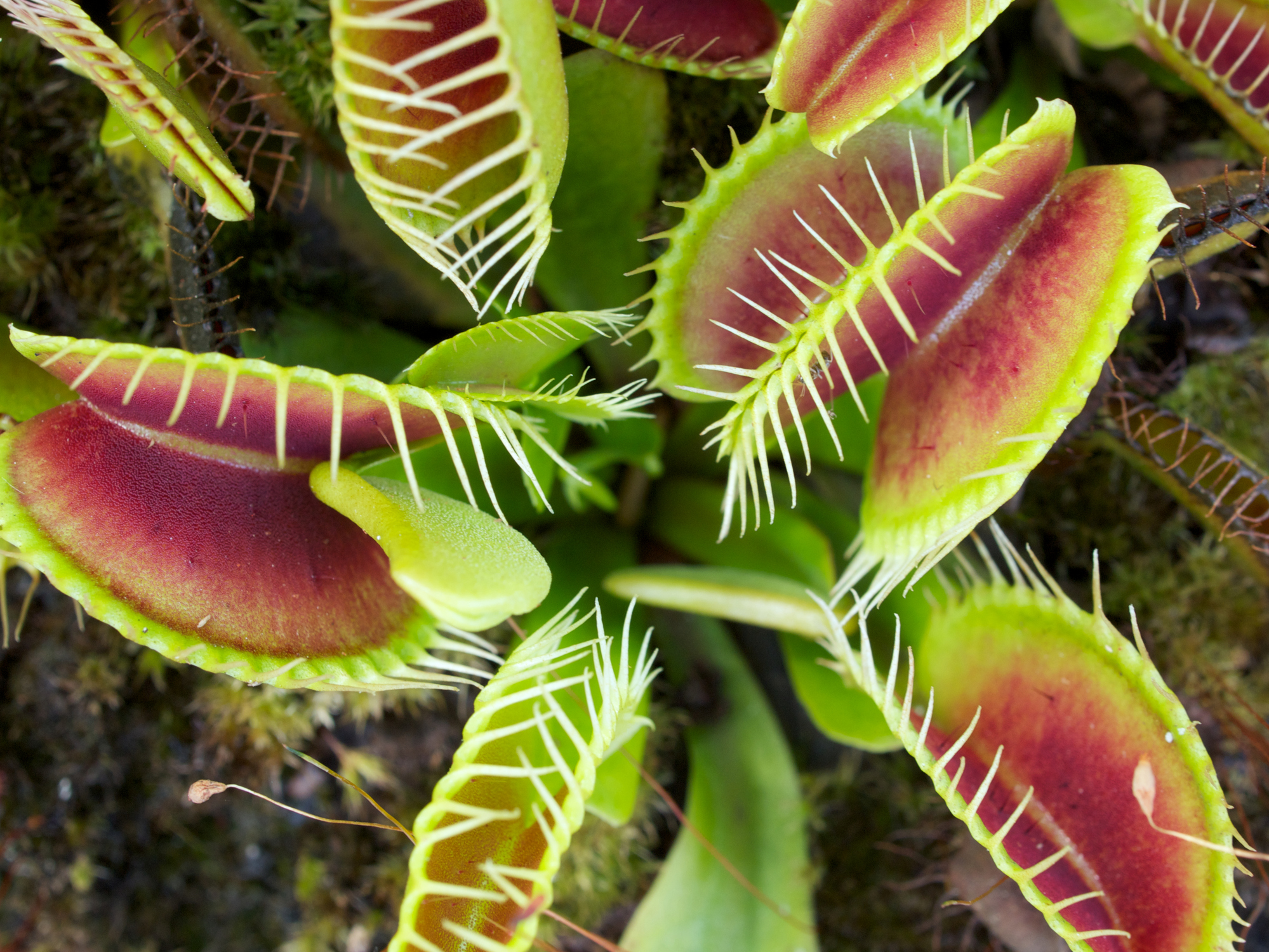 Dionaea Muscipula pianta carnivora