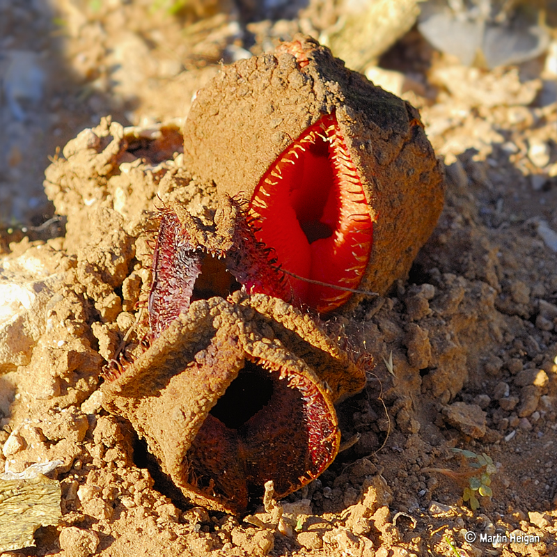 Hydnora africana pianta brutta