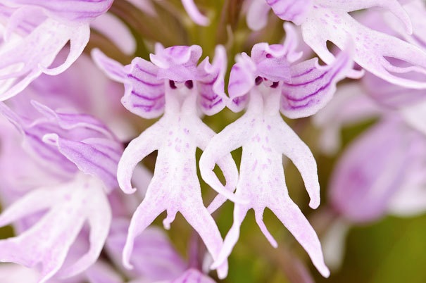 Impatiens Bequaertii fiore fantasma