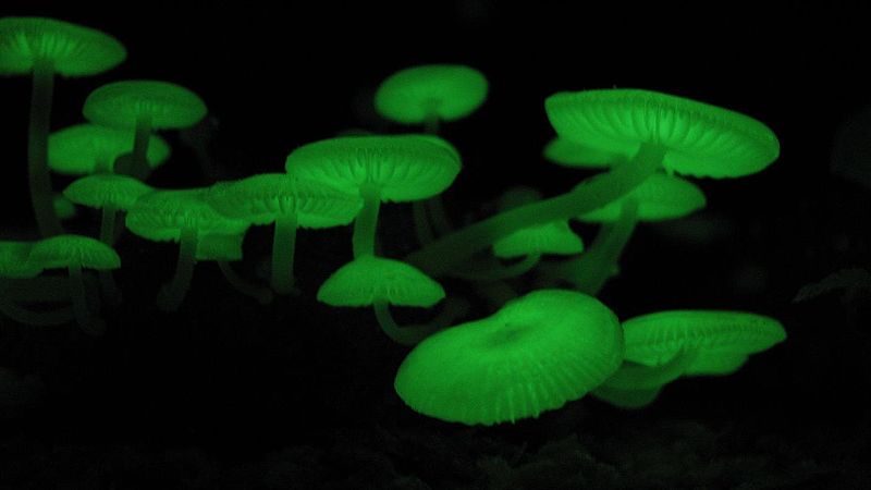 Mycena Chlorophos funghi fosforescenti