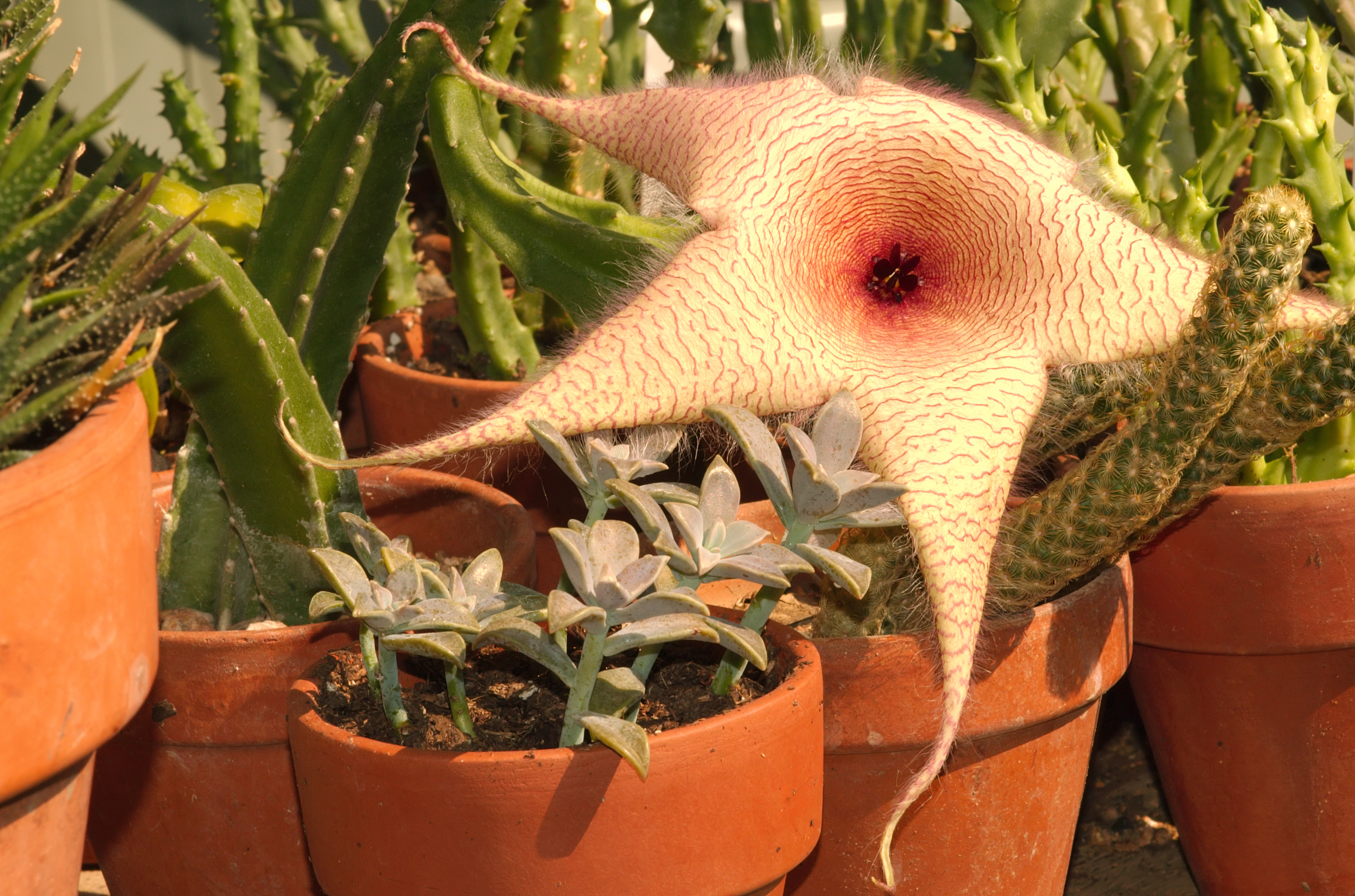 Fiore Stapelia