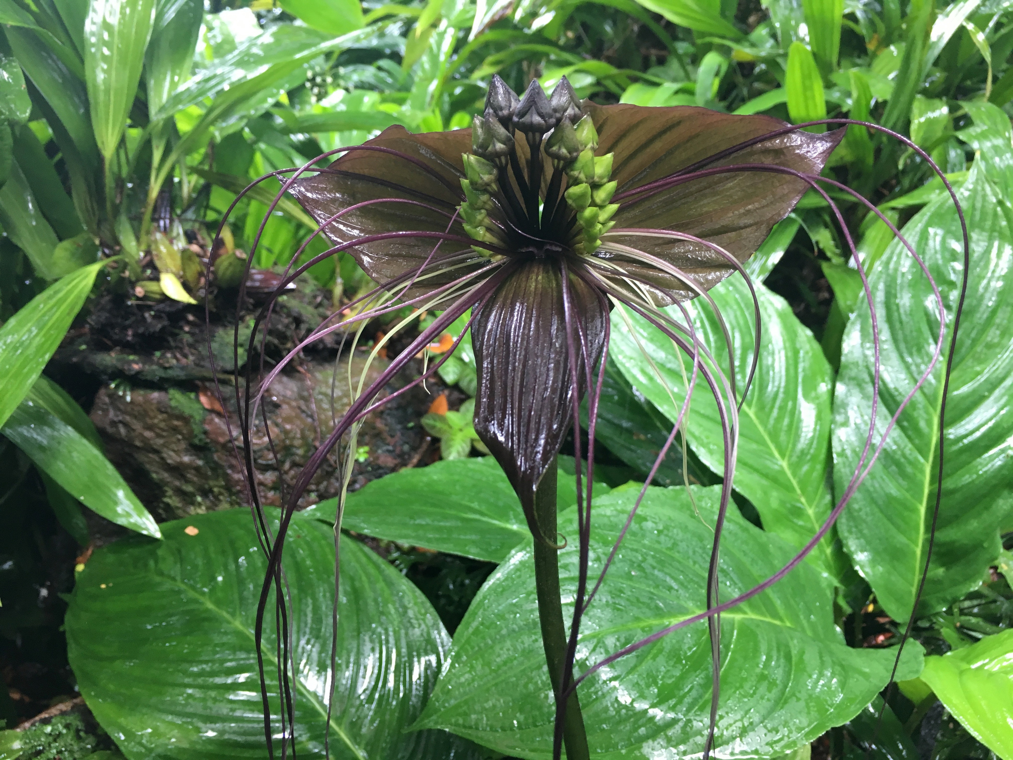 Tacca chantrieri, fiore black bat flower