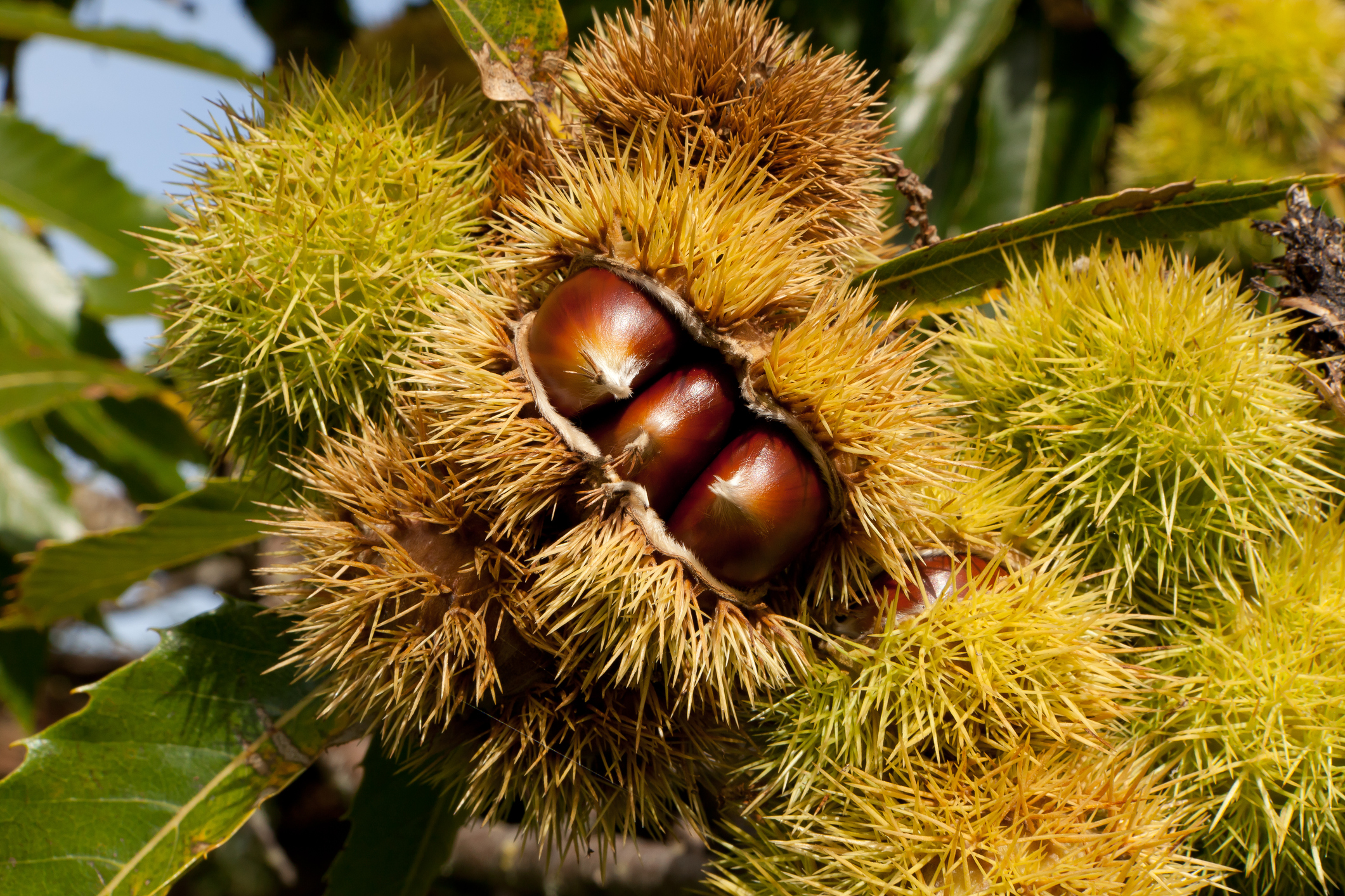 Come riconoscere Castagne riccio