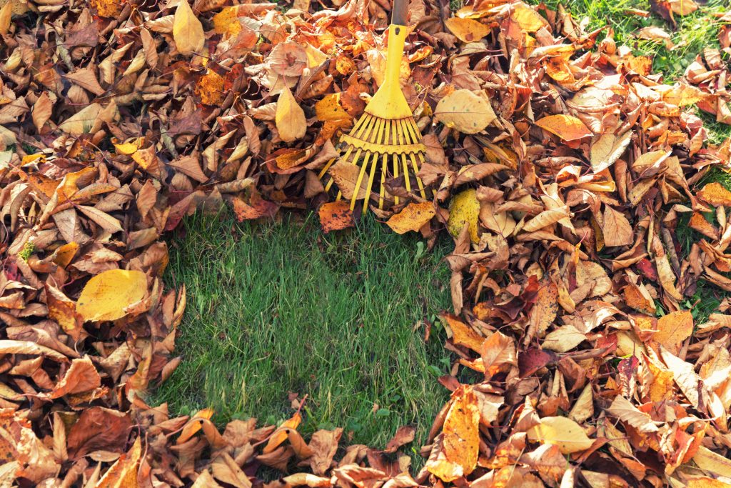 Preparare il giardino per primavera (1)