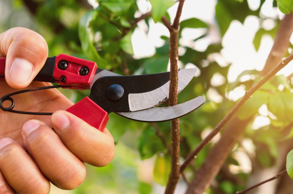 Preparare il giardino per primavera (2)