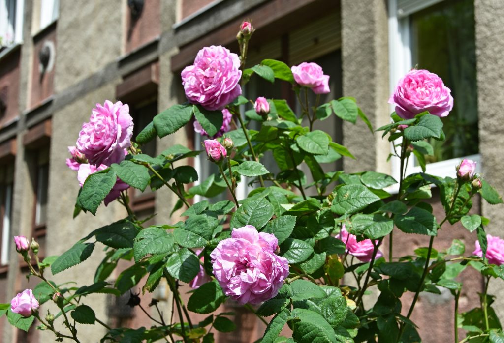 Preparare il giardino per primavera (3)