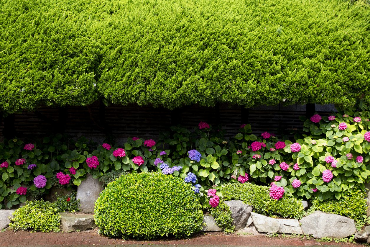 Preparare il giardino per primavera (3)