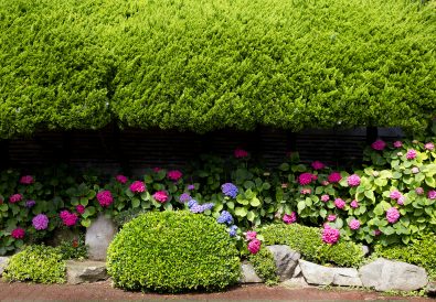 Preparare il giardino per primavera (3)