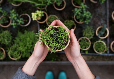 5 errori comuni da fare in giardino e come rimediare