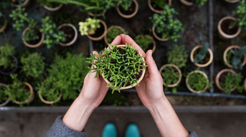 5 errori comuni da fare in giardino e come rimediare