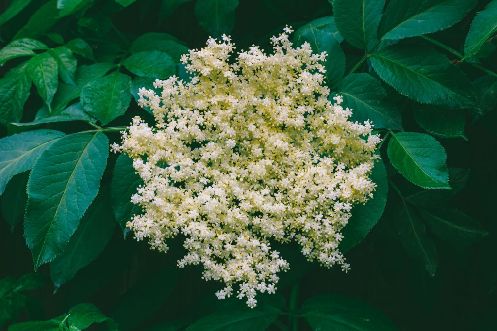 piante officinali maggio