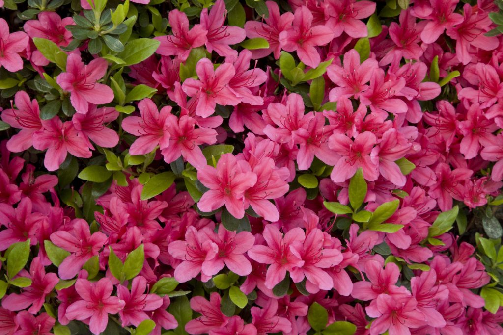 Azalea fiore velenoso