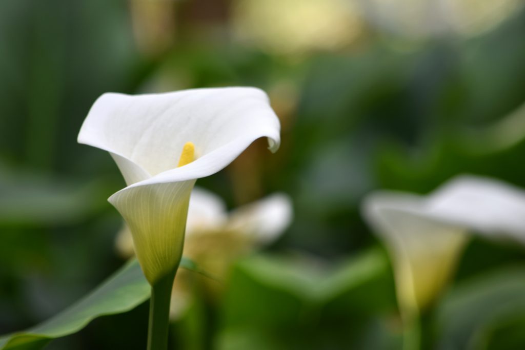 calla fiore velenoso