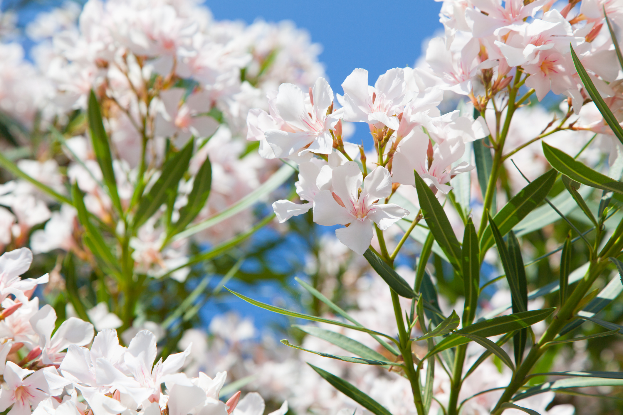 Piante Velenose Stella Di Natale.9 Piante Velenose Che Probabilmente Hai In Giardino Fito