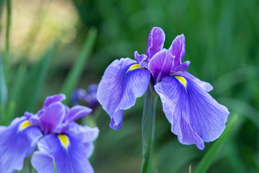 iris fiore velenoso