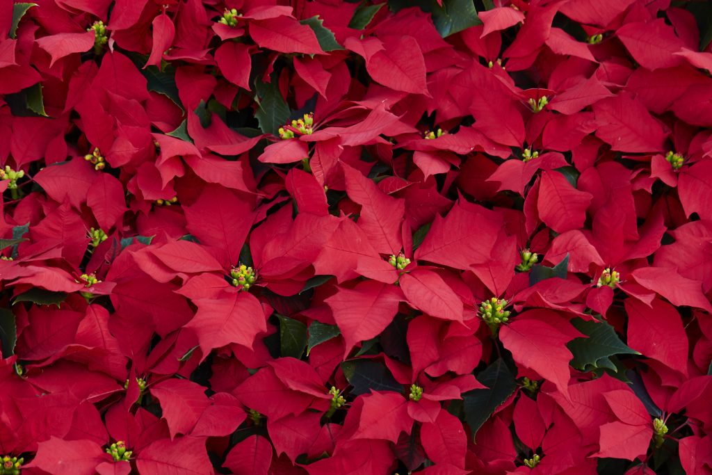 Poinsettia fiore velenoso