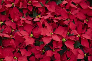 Poinsettia fiore velenoso