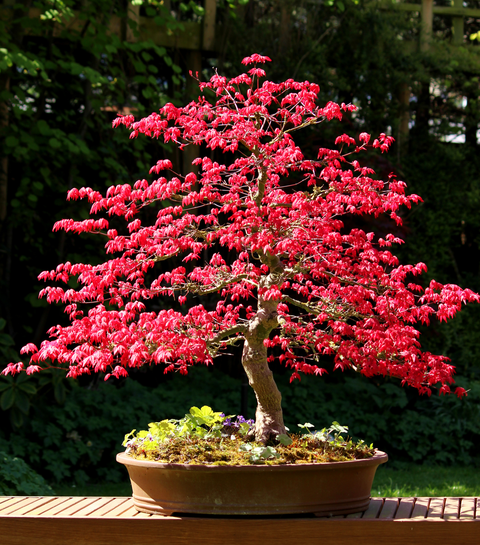 Acero rosso giapponese alberi foglie rosse autunno