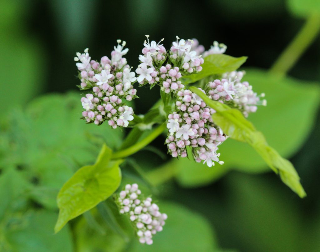 COME COLTIVARE LA VALERIANA