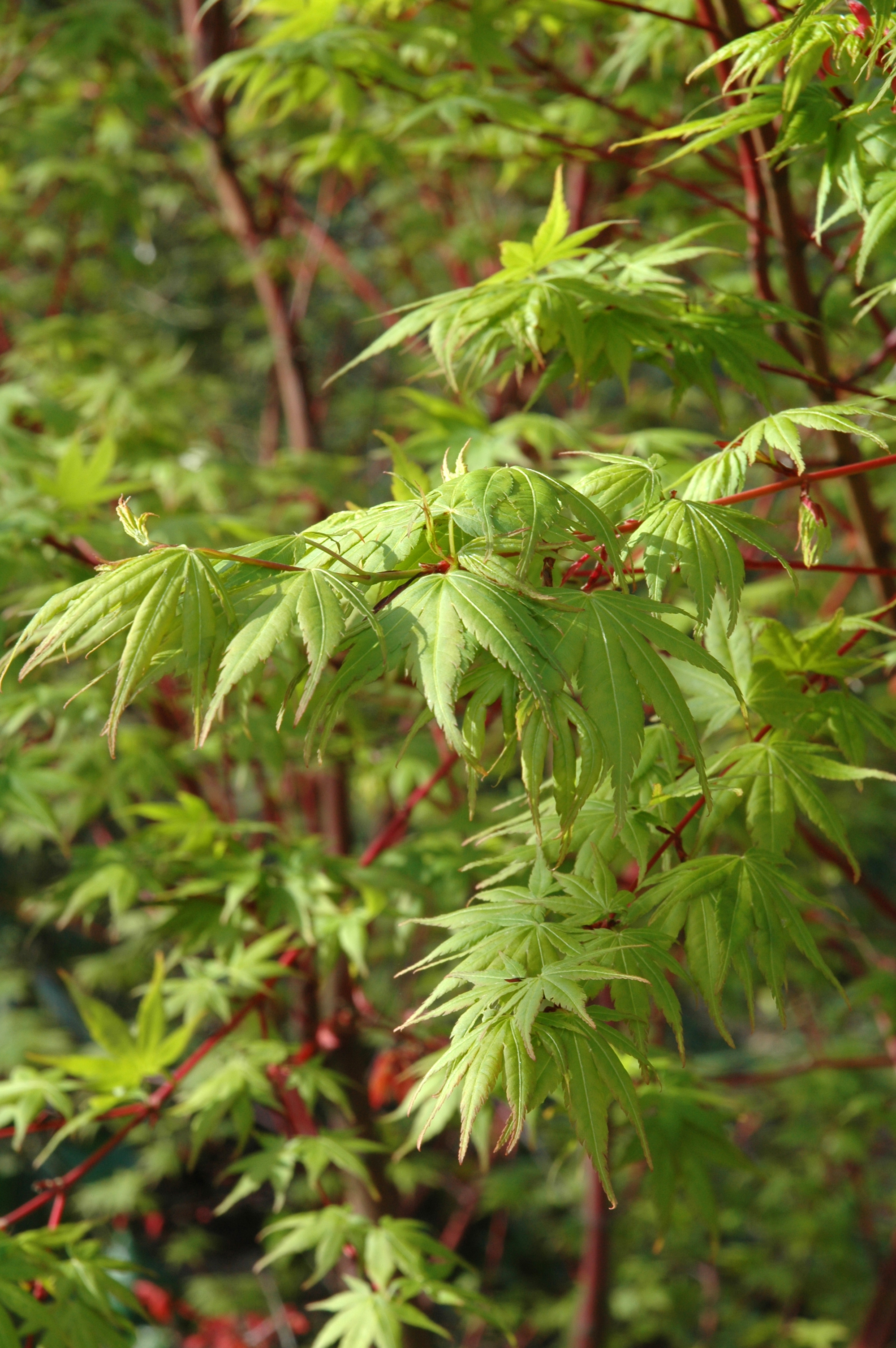 20 Semi Di Acero Giapponese Mure Hibari – Acer Palmatum 'Mure Hibari'