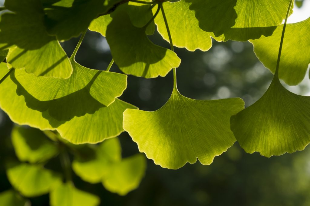 Orto botanico Padova3