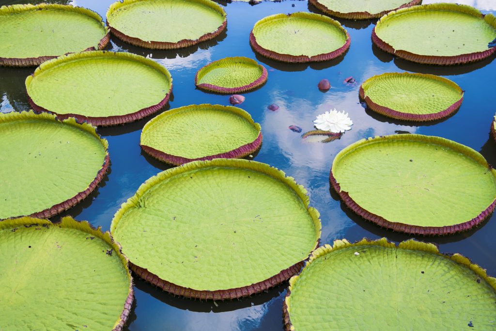 Orto botanico Padova