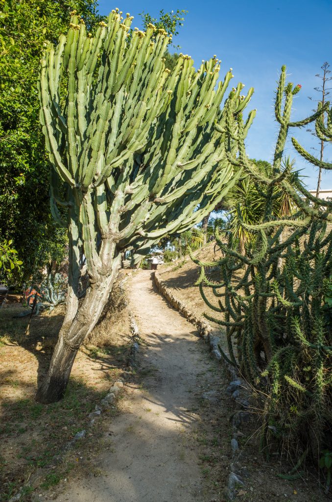 orto botanico palermo 3