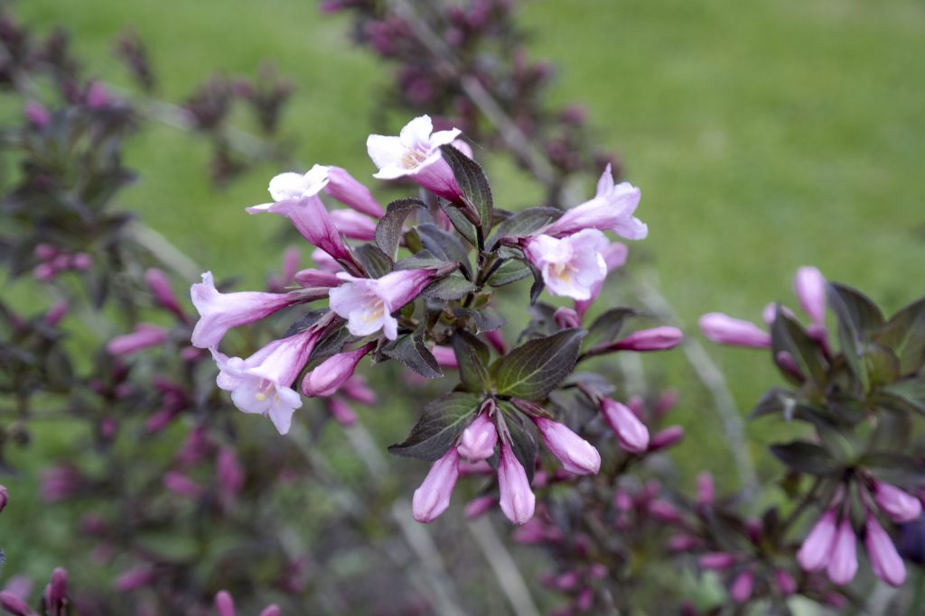 Abelia fiore invernale