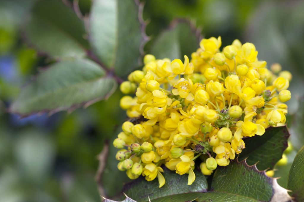 Mahonia fiore invernale