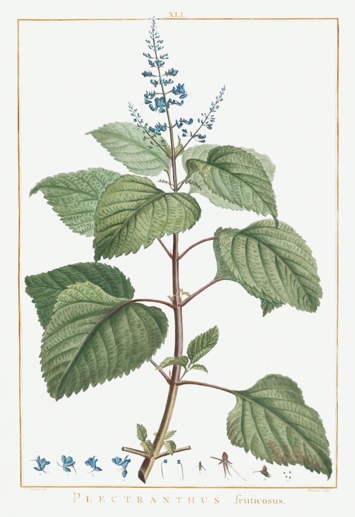 12 FEB 2020_ le illustrazioni botaniche di Redouté (10)