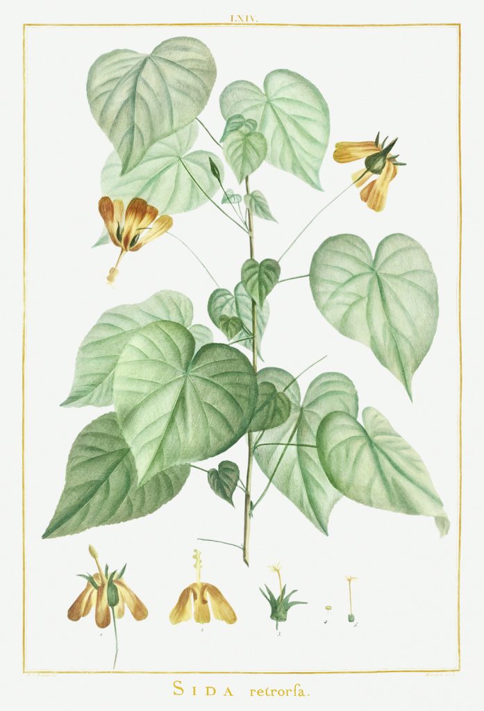 12 FEB 2020_ le illustrazioni botaniche di Redouté (11)
