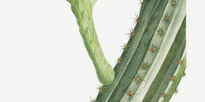 12 FEB 2020_ le illustrazioni botaniche di Redouté (9)