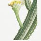 12 FEB 2020_ le illustrazioni botaniche di Redouté (9)