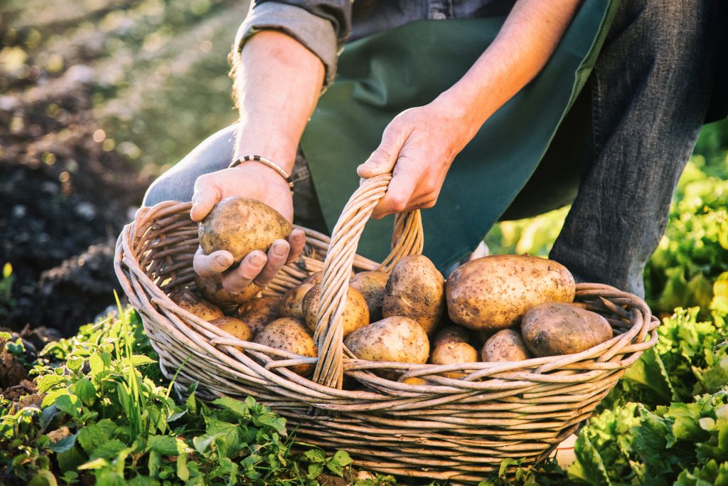 Come coltivare le patate