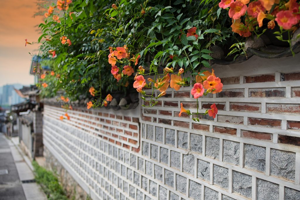 bignonia fiori rampicanti arancio