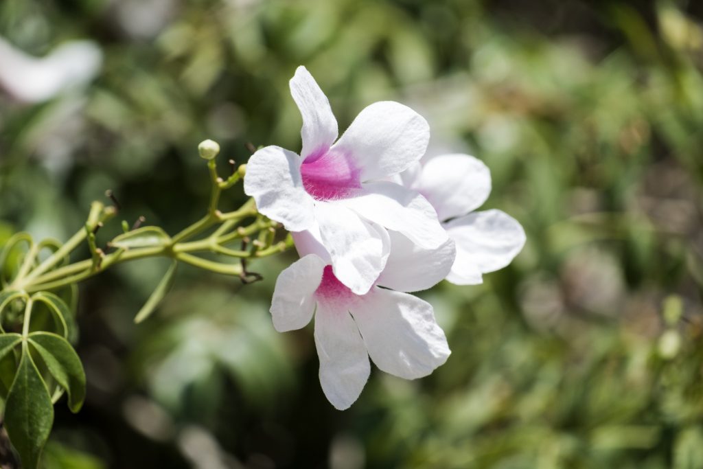 Pandorea pianta rampicante