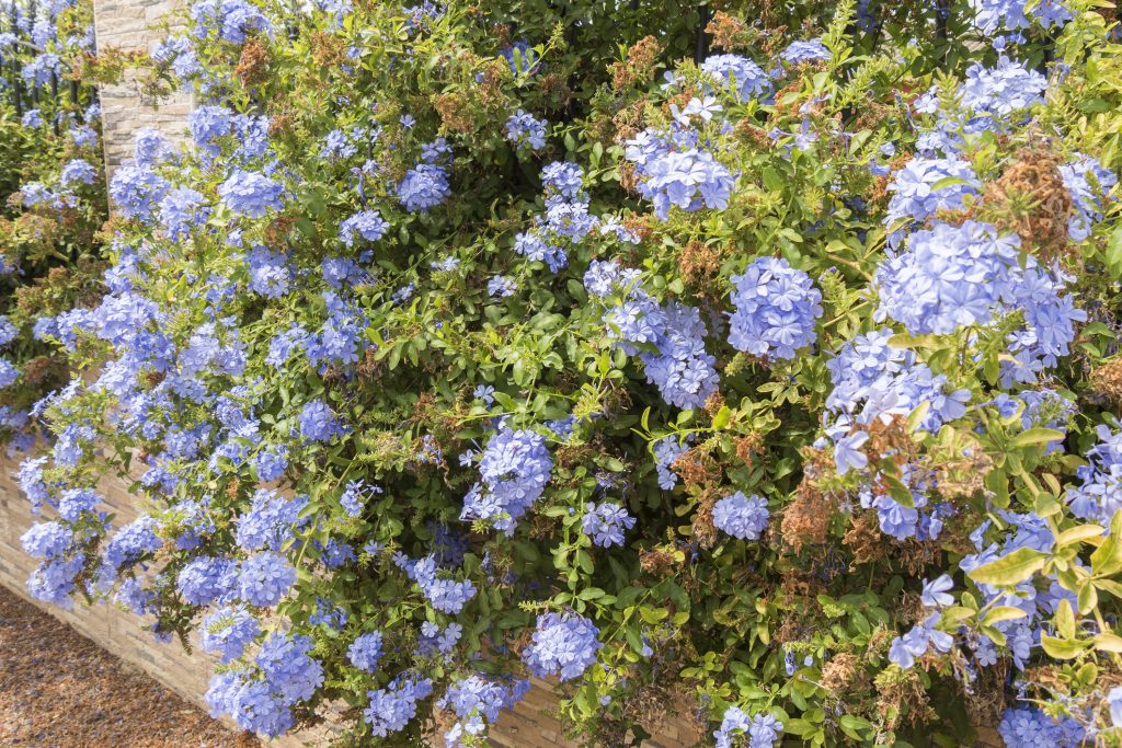 Plumbago pianta rampicante con i fiori